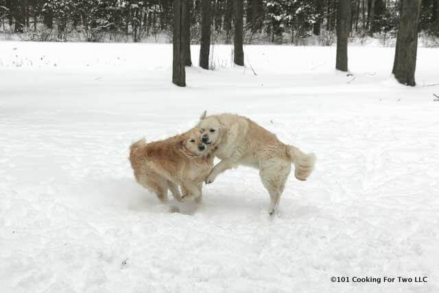 Dogs in Snow 8