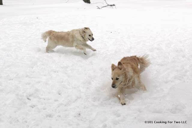 Dogs in Snow 9