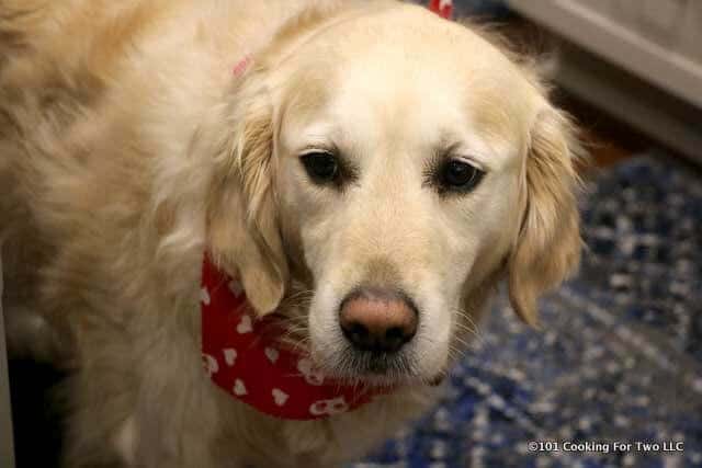 Lilly dog supervising in the kitchen