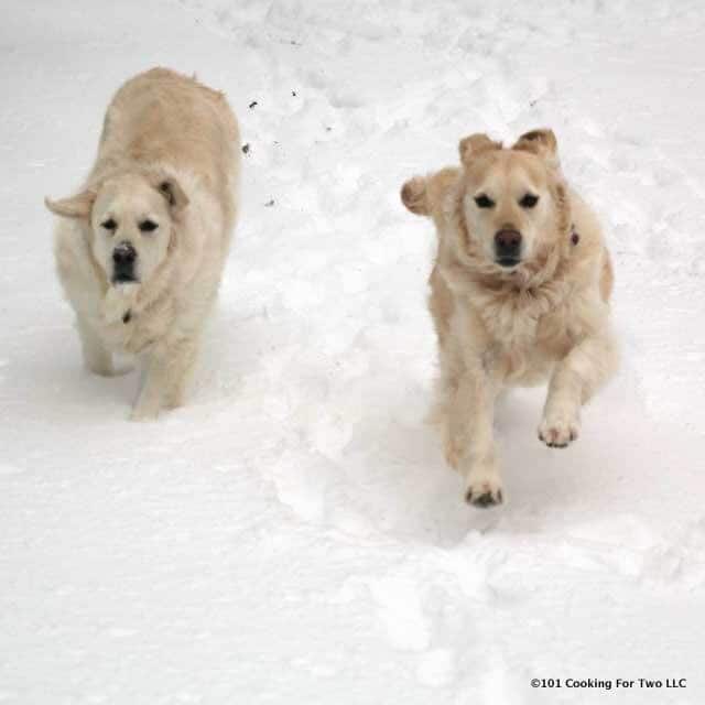 Molly and Lilly dogs running in the snow covered yard