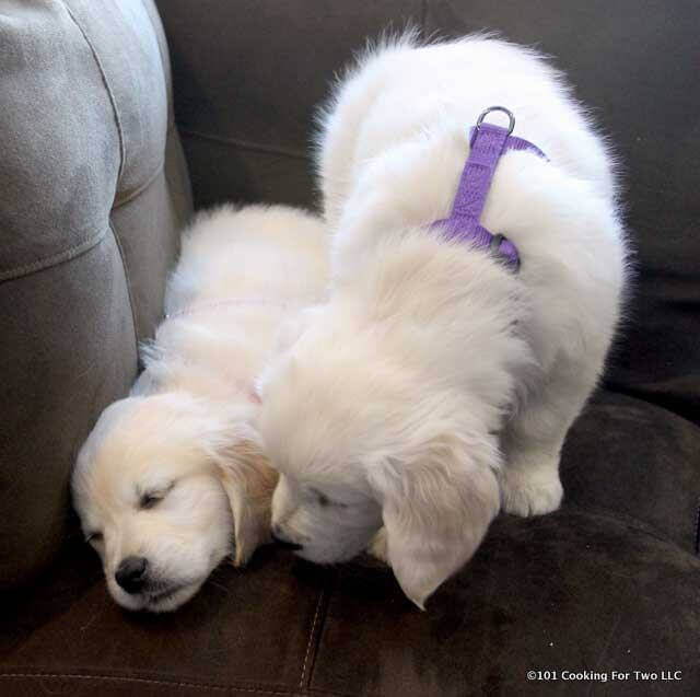 image of baby molly puppy trying to wake up Lilly puppy to play