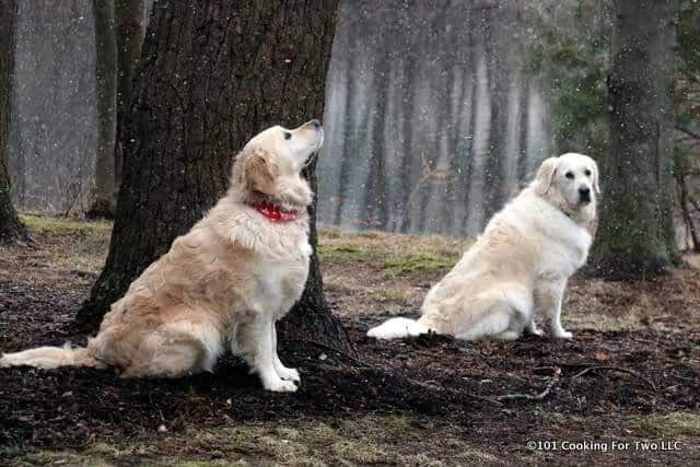 Molly and Lilly dogs hanging out by the pond with snow in the air