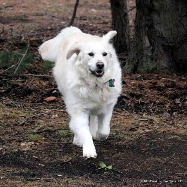 image of Molly dog prancing towards the camara