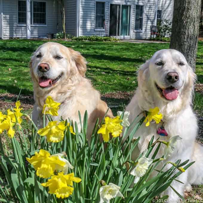 Dogs setting in flowers