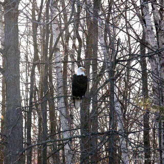 Mr. Bald Eagle in bare trees spring 2018