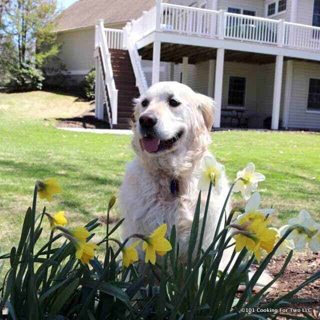 lilly dog smiling next to flowers spring 2018