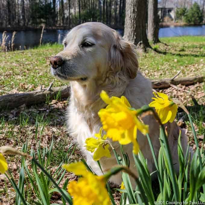 Lilly dog setting in flowers