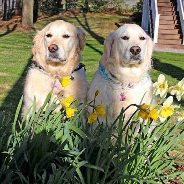 image of Lilly and Molly dogs setting next to flowers