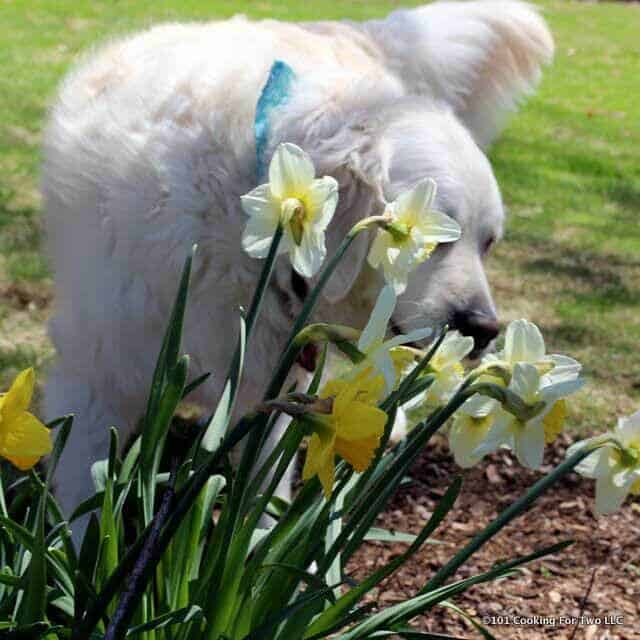 image of molly dog sniffing flowers spring 2018