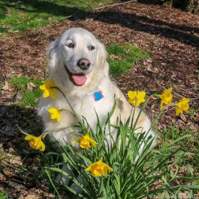 Molly dog setting in flowers