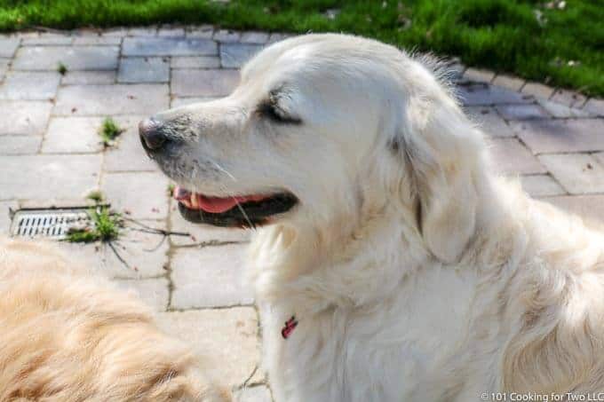 Molly setting after a run.