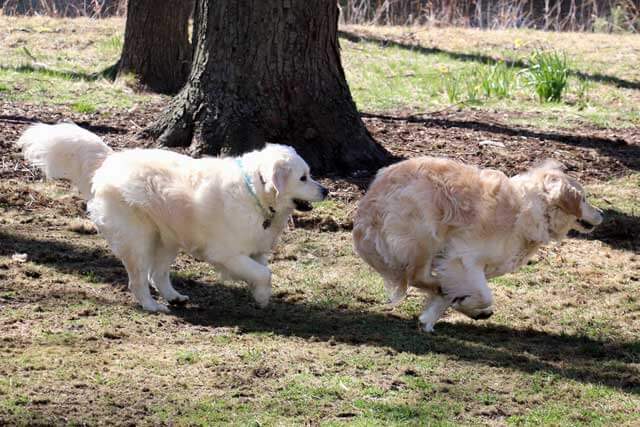 image of Molly and Lilly dogs having a game of chase
