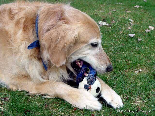 Jake chewing a ball