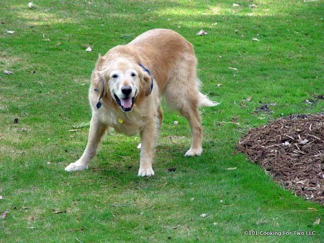 Jake saying please play with me.