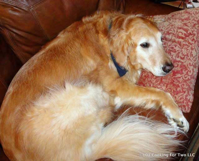 Jake dog hanging out on a sofa.