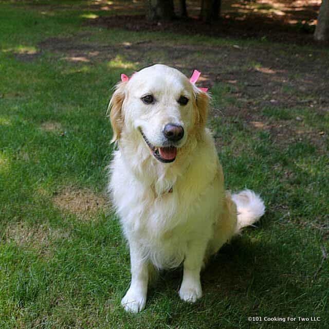 Lilly dog with bows