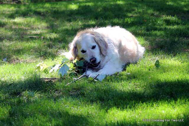 Lilly dog eating a stick