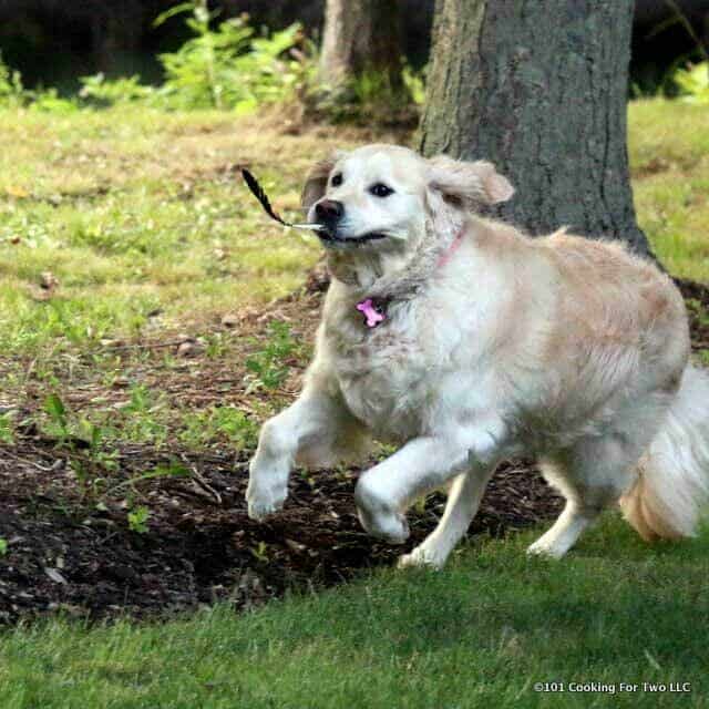 Lilly running with a stick