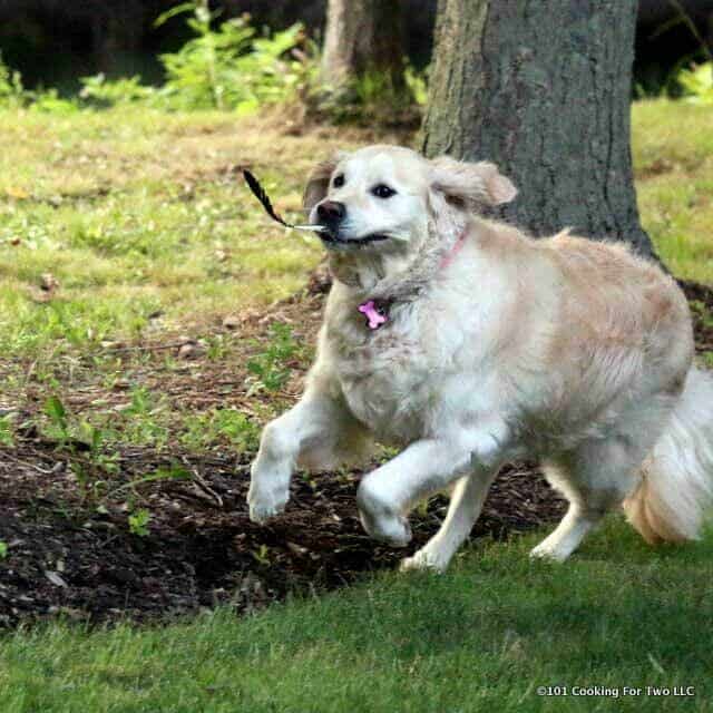 Lilly running with a stick.