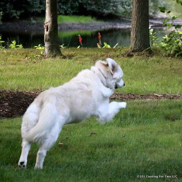 Molly leaping while running.