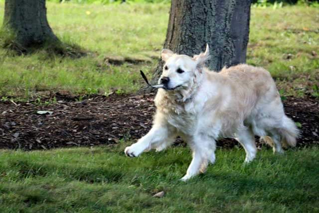 Lilly dog running in green yard