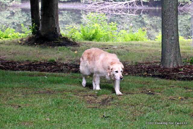 Lilly walking in the lawn