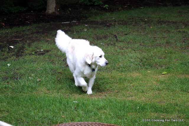 Molly dog walking on a green lawn