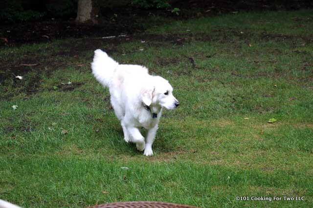 Molly dog walking on a green lawn.