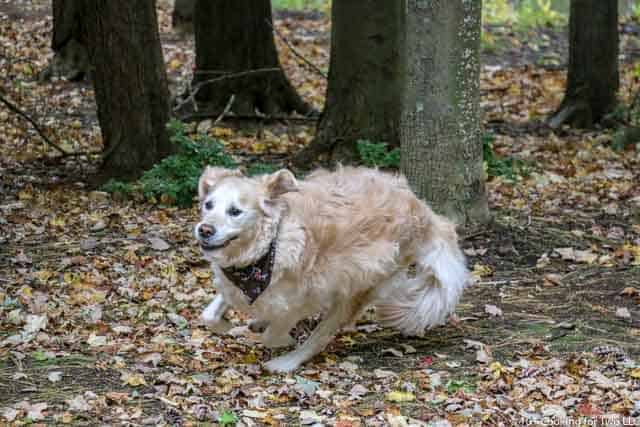 Lilly dog at speed