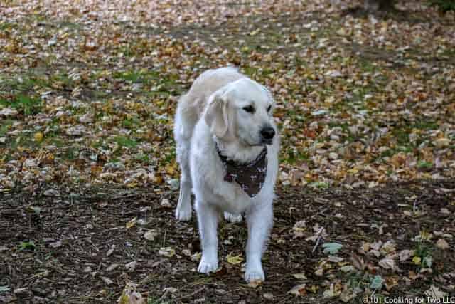 Molly dog in the yard with leafs