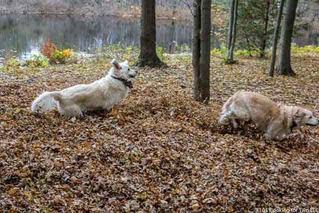 Image of Molly and Lilly Dogs running through leaves image 1 of 20