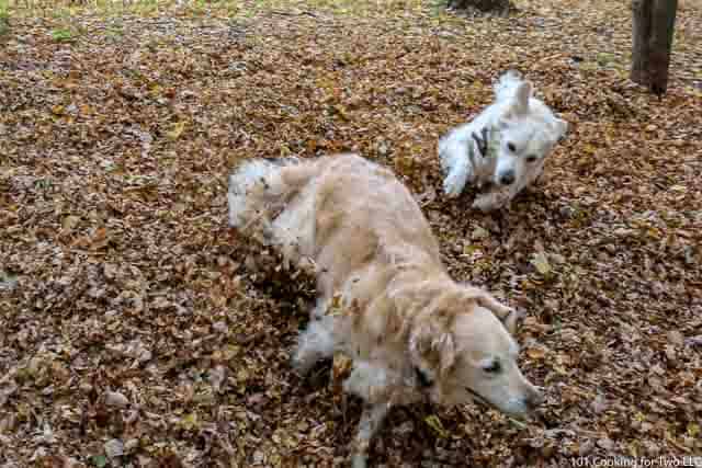 Image of Molly and Lilly Dogs running through leaves image 10 of 20