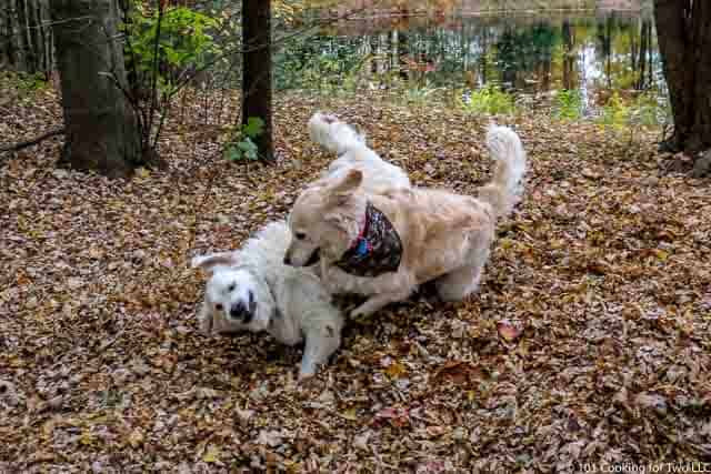 Image of Molly and Lilly Dogs running through leaves image 11 of 20