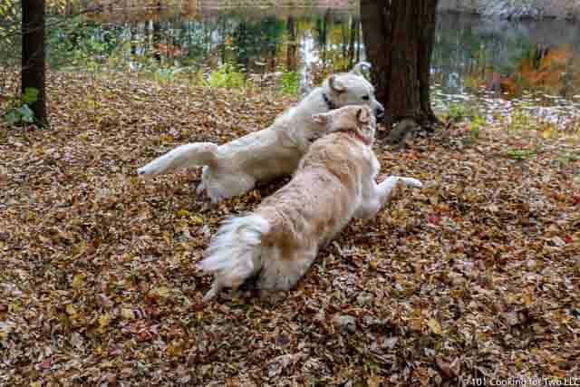 Image of Molly and Lilly Dogs running through leaves image 12 of 20