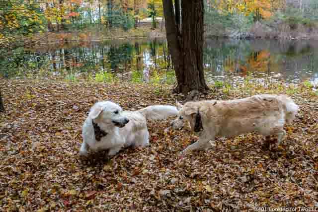 Image of Molly and Lilly Dogs running through leaves image 13 of 20