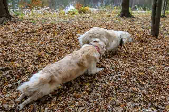 Image of Molly and Lilly Dogs running through leaves image 14 of 20