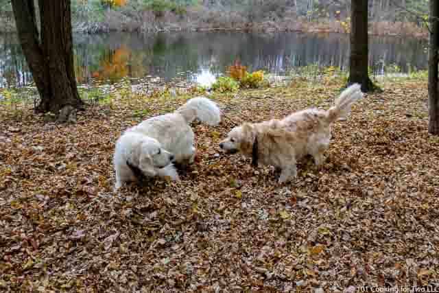 Image of Molly and Lilly Dogs running through leaves image 15 of 20