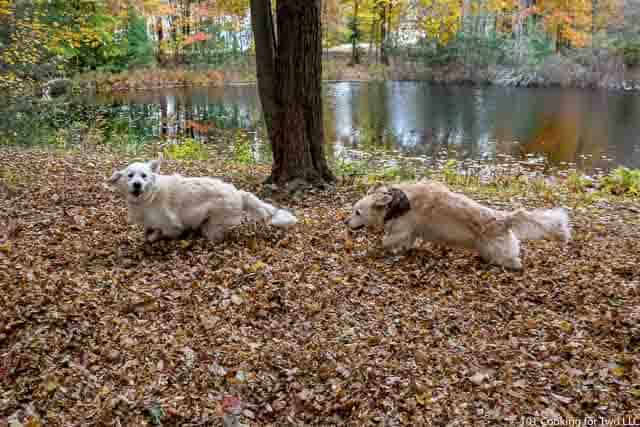 Image of Molly and Lilly Dogs running through leaves image 16 of 20