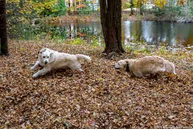 Image of Molly and Lilly Dogs running through leaves image 17 of 20