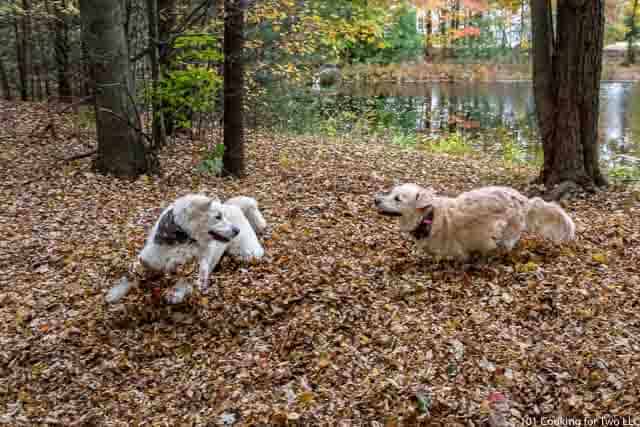 Image of Molly and Lilly Dogs running through leaves image 18 of 20