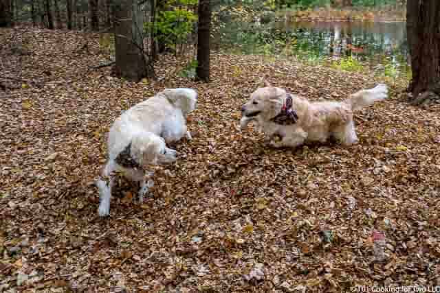 Image of Molly and Lilly Dogs running through leaves image 19 of 20