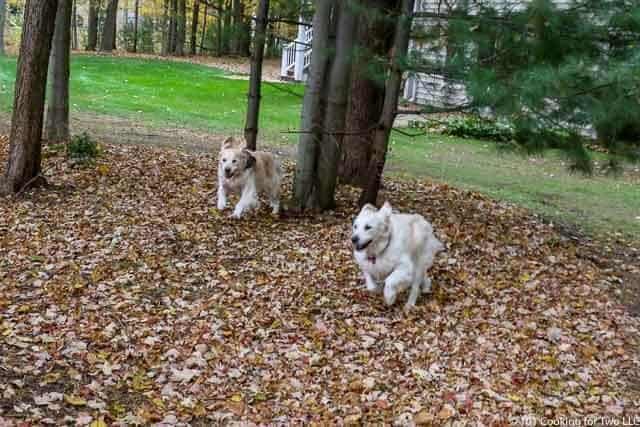 dogs running in leaves
