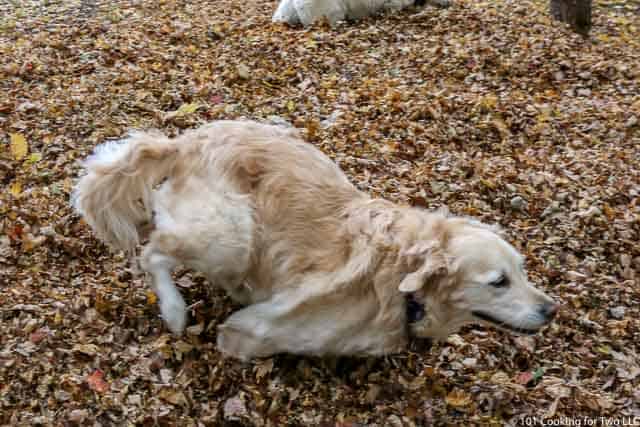 Image of Molly and Lilly Dogs running through leaves image 3 of 20