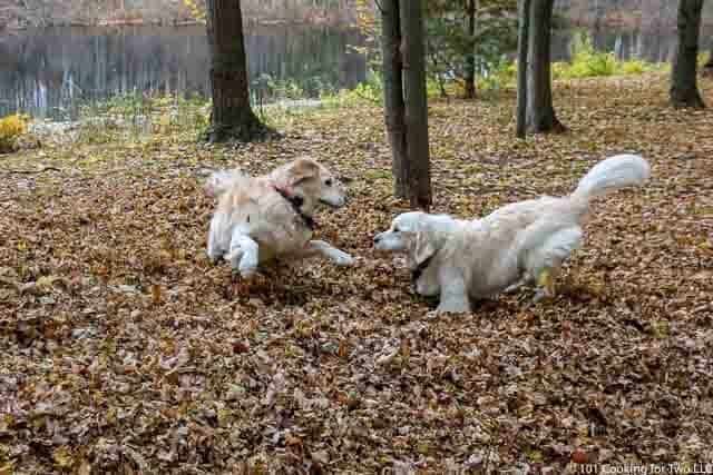 dogs in leaves in 2018