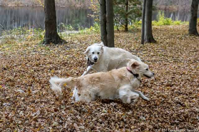 Molly and Lilly playing in the leaf pile