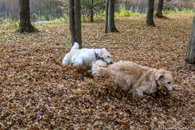 Image of Molly and Lilly Dogs running through leaves image 6 of 20