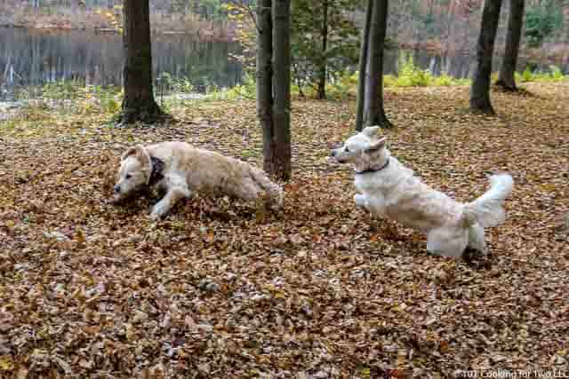 Image of Molly and Lilly Dogs running through leaves image 7 of 20