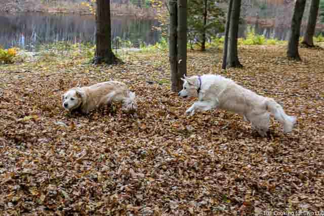 Image of Molly and Lilly Dogs running through leaves image 8 of 20