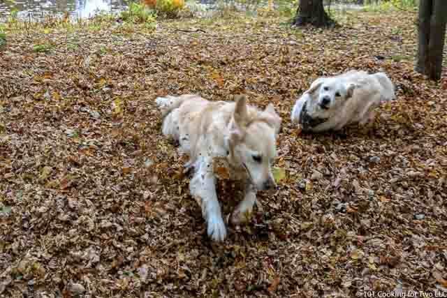 dogs running in leaves