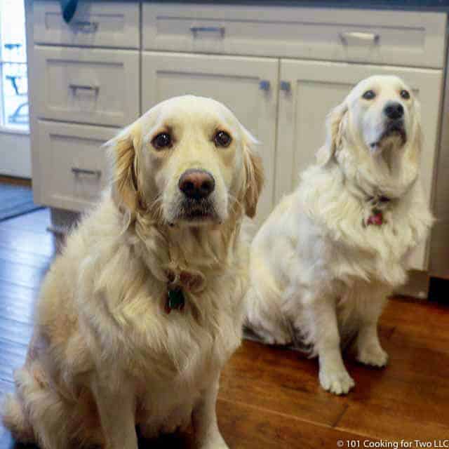 Molly and Lilly dogs supervising.